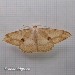 Luxiaria mitorrhaphes