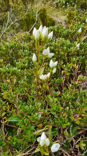 Gentianella montana, photograph 4