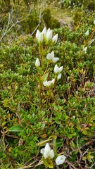 author not stated, no rights reserved Gentianella montana, photograph author not stated, no rights reserved