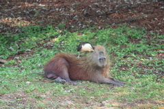 Daptrius chimachima