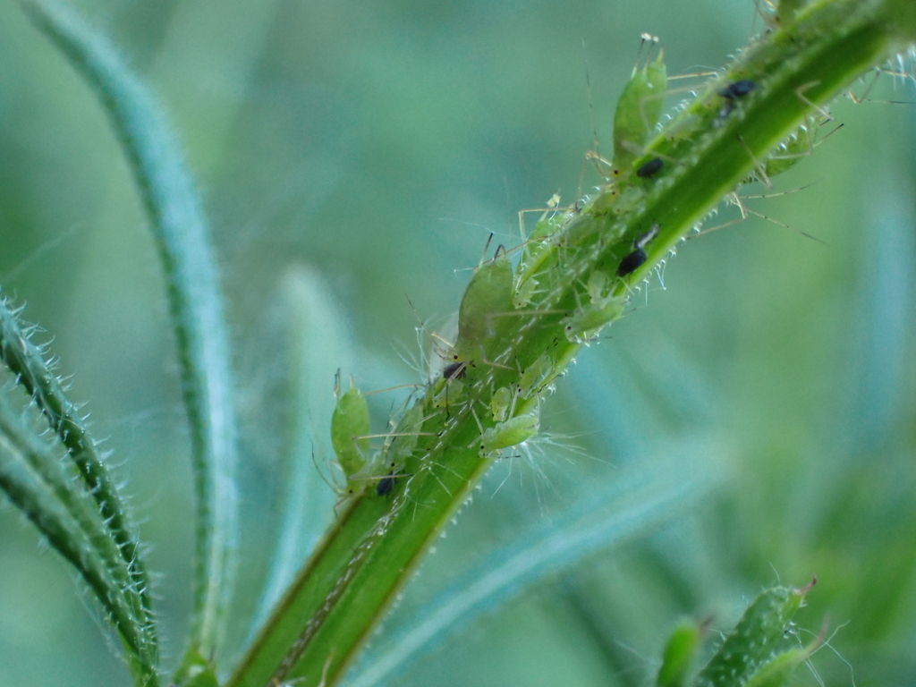 Green Bedstraw Aphid
