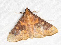 Polygrammodes ponderalis