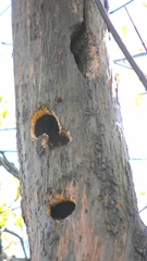 Colaptes auratus