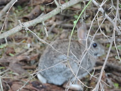 Sylvilagus floridanus