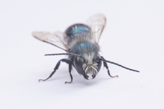 Osmia ribifloris ribifloris