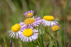 Erigeron decumbens