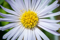 Erigeron decumbens