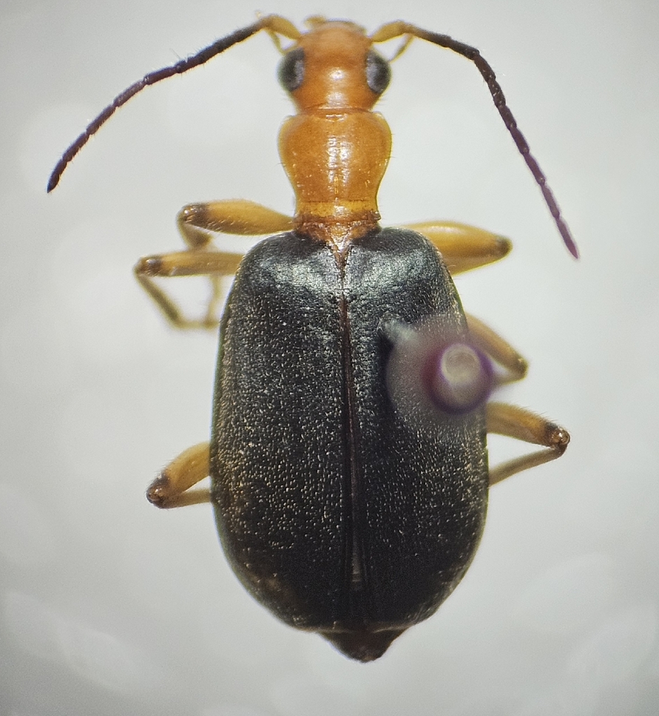 Brachinus aabaaba