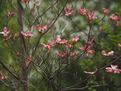 Cornus florida rubra