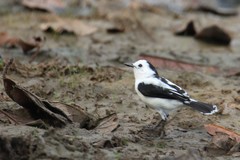 Fluvicola pica
