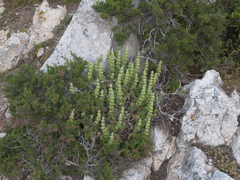 Pseudodictamnus acetabulosus, photograph (c) Eleftherios Katsillis, some rights reserved (CC BY)