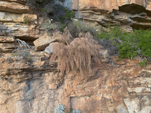 Ferula glauca, photograph 1