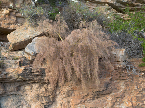 Ferula glauca