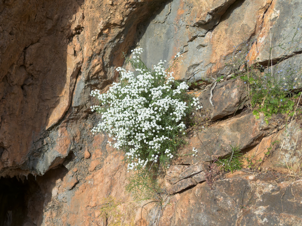 Achillea cretica; photograph (c) Eleftherios Katsillis, some rights reserved (CC BY)