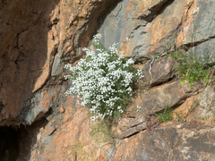 Achillea cretica