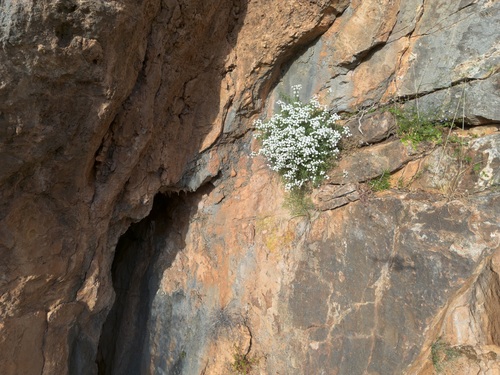 Achillea cretica, photograph 1