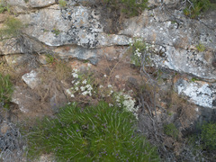(c) Eleftherios Katsillis, some rights reserved (CC BY) Achillea cretica, photograph (c) Eleftherios Katsillis, some rights reserved (CC BY)