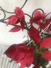 Euphorbia pulcherrima