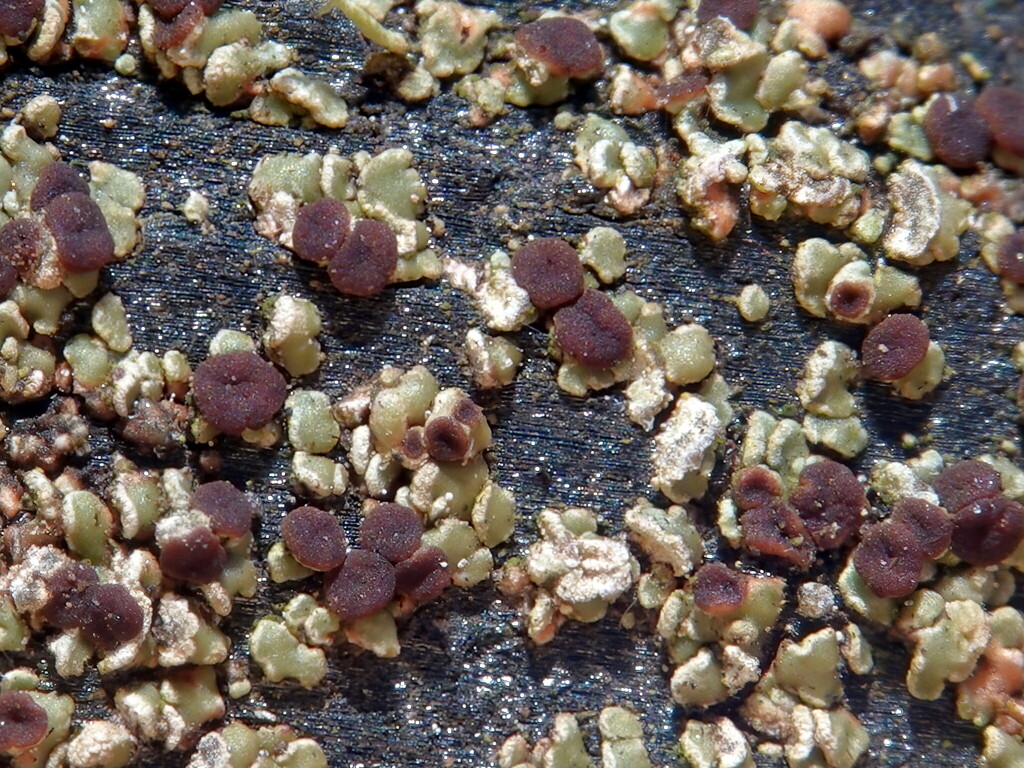 Small Clam Lichen