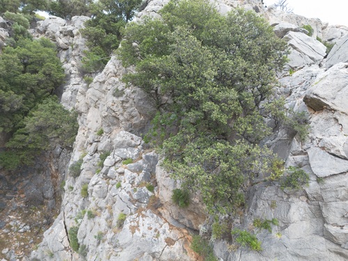 Quercus aucheri