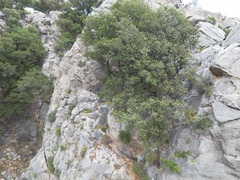 Quercus aucheri