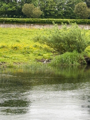 Grey Heron