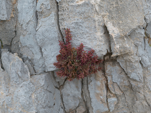 Rosularia serrata, photograph 2