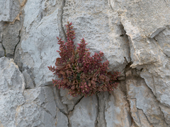 Rosularia serrata, photograph (c) Eleftherios Katsillis, some rights reserved (CC BY)