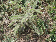 Echium italicum italicum