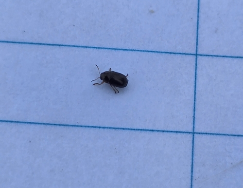 iNaturalist observation photo of Diachus