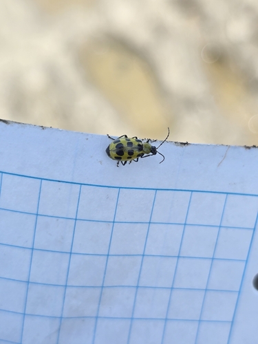 iNaturalist observation photo of Spotted Cucumber Beetle