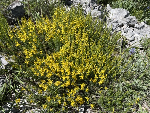 Genista sylvestris, photograph 6