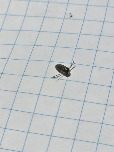 iNaturalist observation photo of Corixini