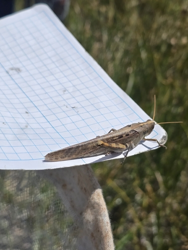 iNaturalist observation photo of Gray Bird Grasshopper