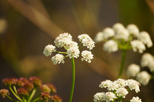 Oenanthe silaifolia