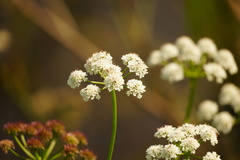 Oenanthe silaifolia