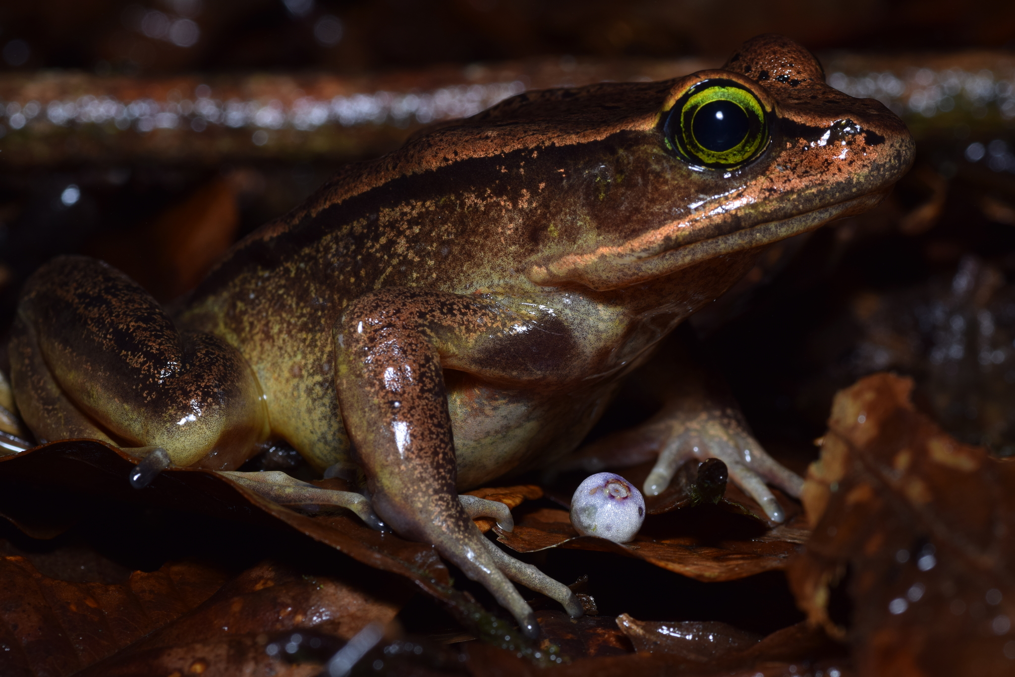 Green-Eyed Frog photo 2