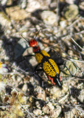 Tegrodera aloga