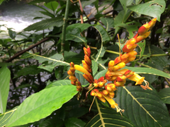 Sanchezia parvibracteata