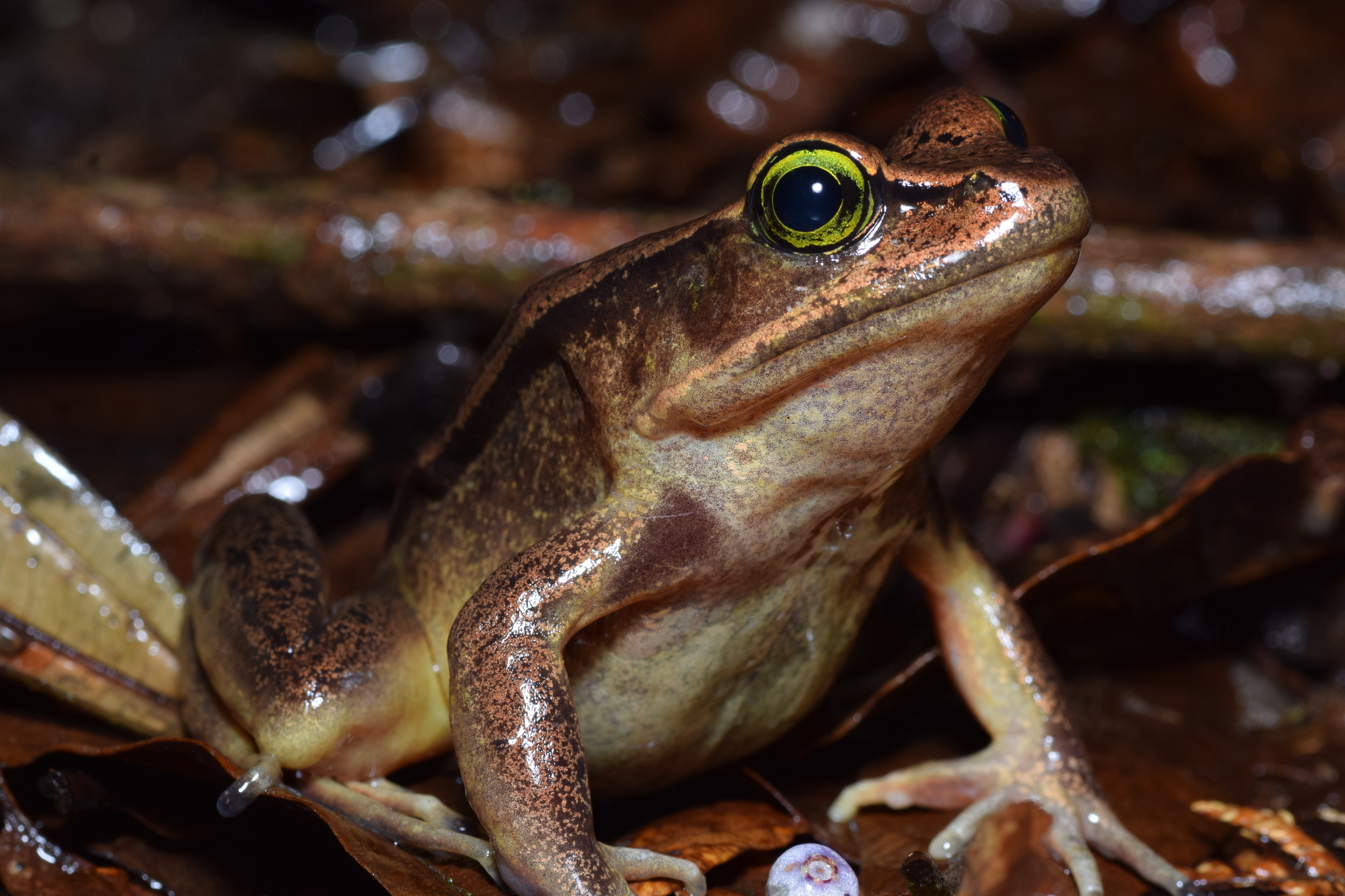 Green-Eyed Frog photo 3