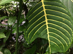 Sanchezia parvibracteata