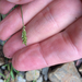 Carex polystachya - Photo (c) Derek, some rights reserved (CC BY), uploaded by Derek