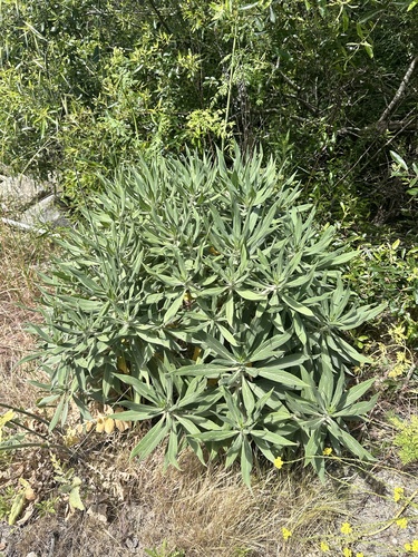 Echium candicans