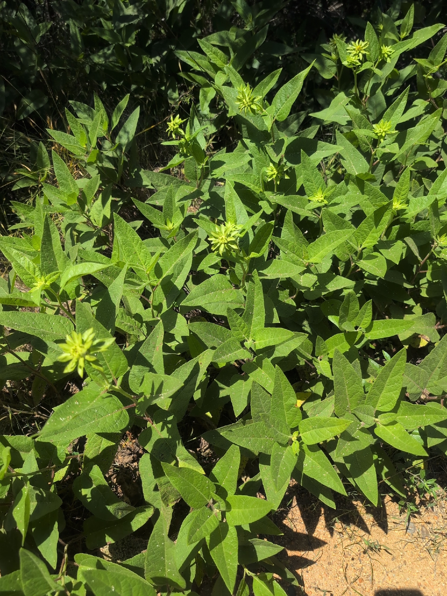 Imagem de Agnorhiza reticulata