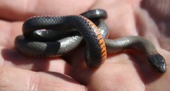 Diadophis punctatus modestus