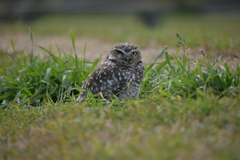 Athene cunicularia