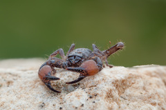 Scorpio fuscus