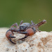 Scorpio fuscus - Photo (c) Igal, algunos derechos reservados (CC BY-NC), uploaded by Igal