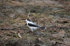Fluvicola pica