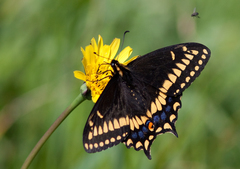 Papilio brevicauda bretonensis